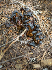 Helvellaceae