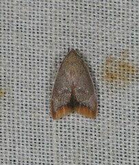 Hemibela