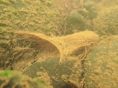 Polycentropodidae
