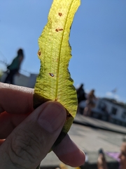 Potamogeton lucens