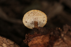 Lentinus arcularius