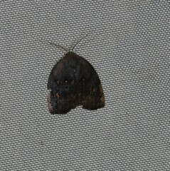 Hemonia micrommata