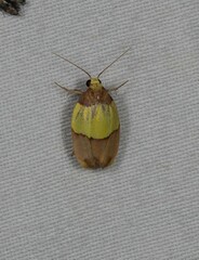 Heterallactis euchrysa