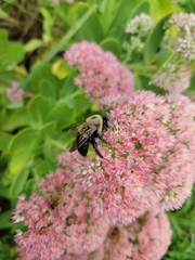 Xylocopa virginica virginica