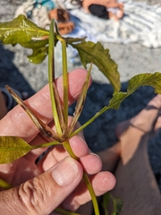 Potamogeton lucens