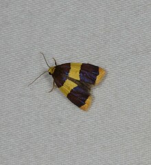 Heterallactis phlogozona