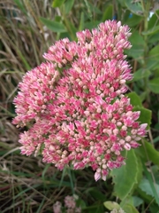 Hylotelephium maximum × spectabile