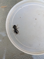 Scarites subterraneus