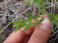 Galium boreale