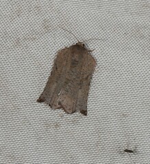 Homona mermerodes