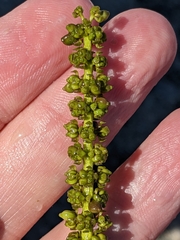 Potamogeton lucens