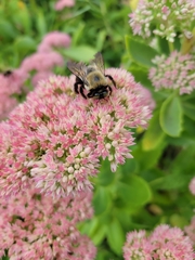 Xylocopa virginica virginica