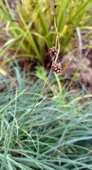 Carex divulsa