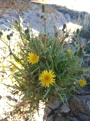 Cichorieae