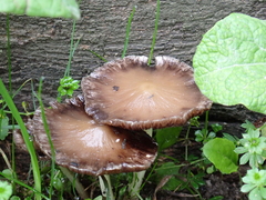 Candolleomyces
