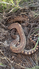 Pituophis catenifer sayi