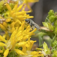 Dialictus