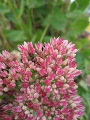 Hylotelephium maximum × spectabile