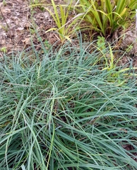 Carex divulsa
