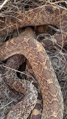 Pituophis catenifer sayi