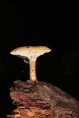 Lentinus arcularius