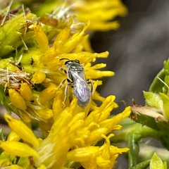 Dialictus