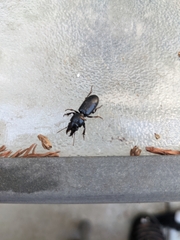 Scarites subterraneus