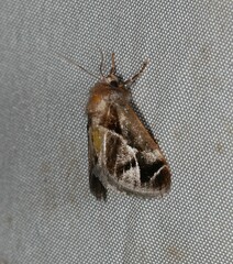 Pygmaeomorpha modesta