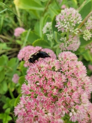 Xylocopa virginica virginica