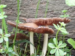 Candolleomyces