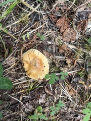 Tricholoma equestre