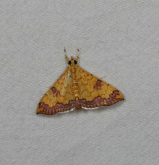 Isocentris filalis