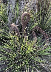 Pituophis catenifer sayi