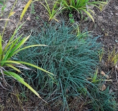 Carex divulsa