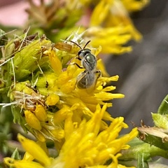Dialictus