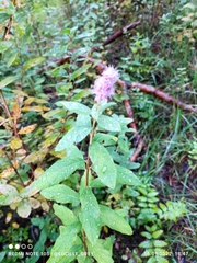Spiraea douglasii