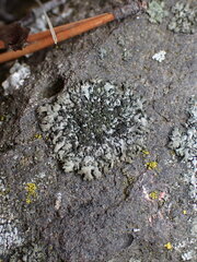 Phaeophyscia