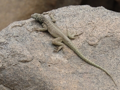 Microlophus tarapacensis