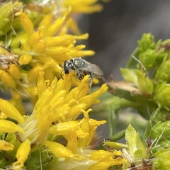 Dialictus