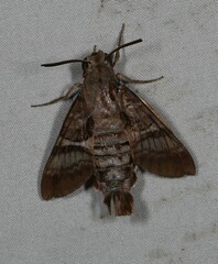 Macroglossum hirundo