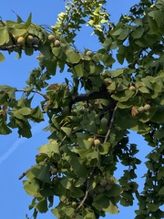 Ginkgo
