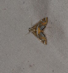 Margarosticha sphenotis