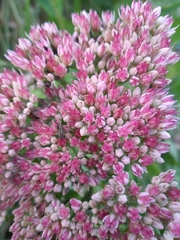 Hylotelephium maximum × spectabile