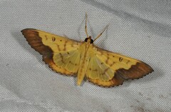 Meroctena staintonii