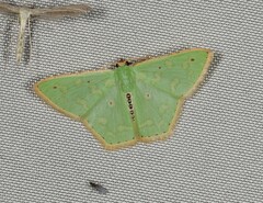 Metallochlora ametalla