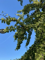 Ginkgo