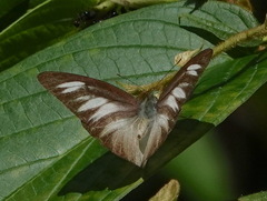 Appias lyncida