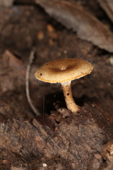 Lentinus arcularius
