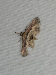 Nacoleia obliqualis