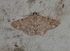 Myrioblephara macariata